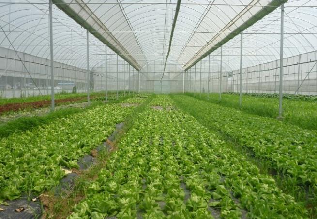 蔬菜专用大棚膜在夏季应如何进行保养